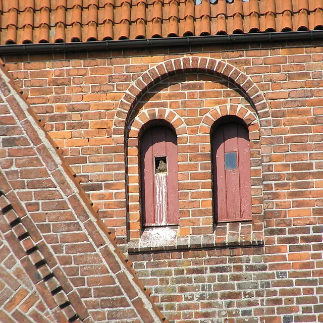 Tårnfalke i Tirsted kirketårn med unger